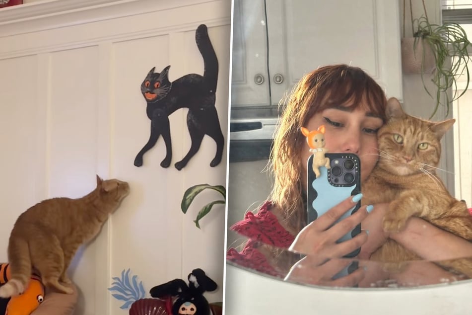 Frau bringt Papp-Katze an Wand an: Reaktion ihres Katers sorgt für Heiterkeit