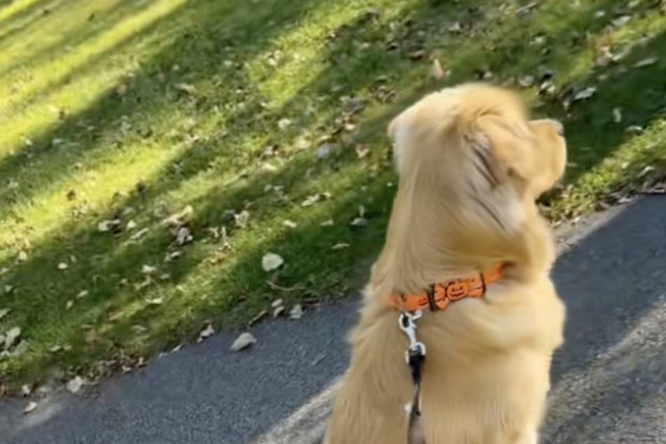 Voller Begeisterung schaut der Golden Retriever das Reh an.