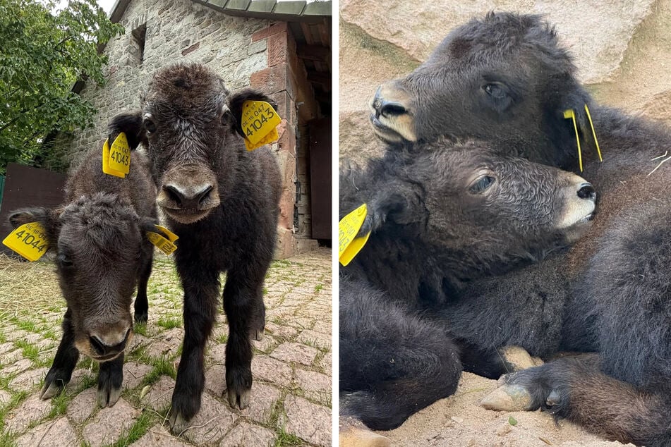 Mathilda und Tashi toben schon auf der Außenanlage und können von den Besucherinnen und Besuchern beobachtet werden.