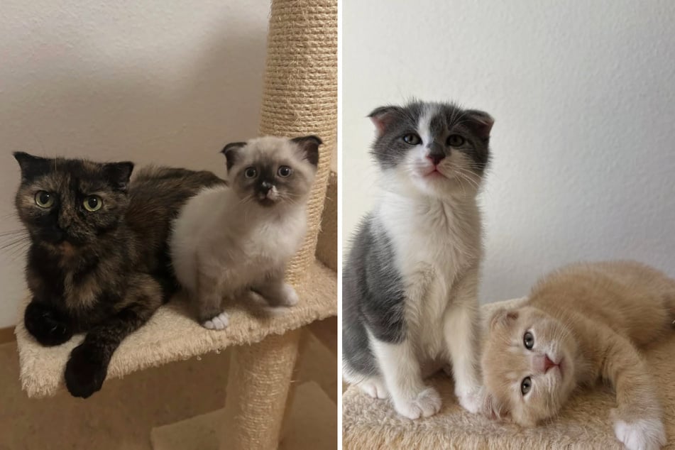 Lilith und Kiki (v.l.) würden am liebsten zusammenbleiben. Auch Pazu und Calcifer suchen ein Für-immer-Zuhause.