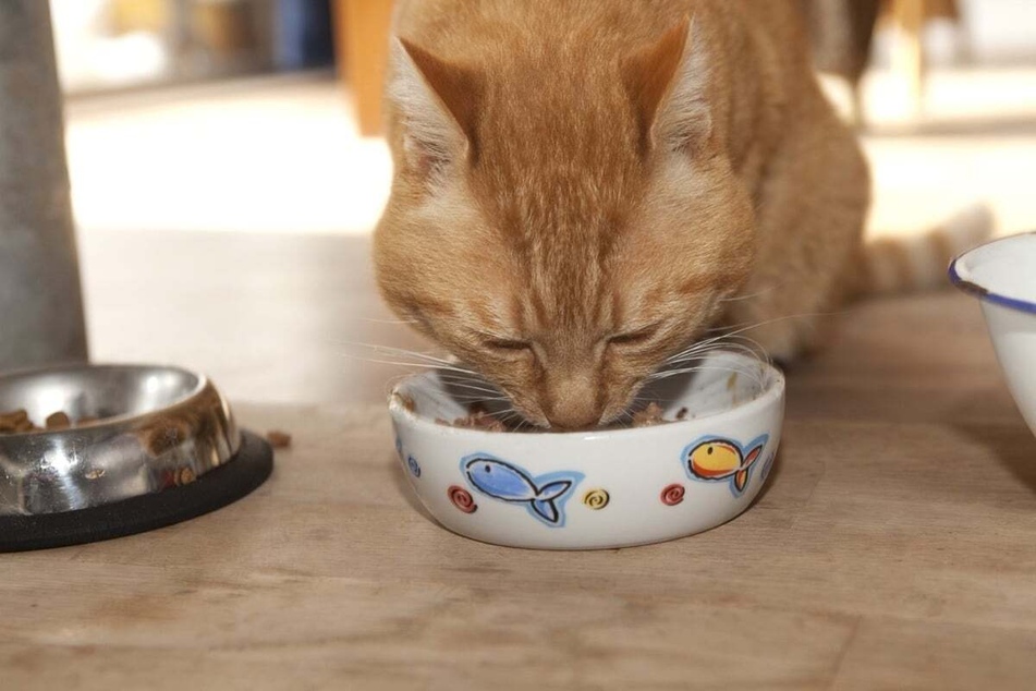 Changing your cat's food is a quick way to potentially fix its bad breath.