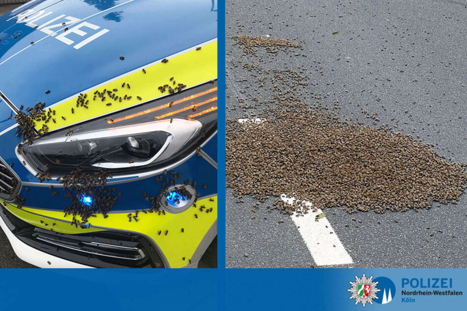 Die Polizei, Feuerwehr und ein Imker retteten die Tiere mit vereinten Kräften und brachten sie schließlich auf das Gelände der Kaserne in Köln-Porz.