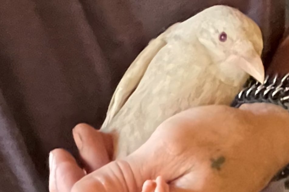 When avian rescuers saw this bird's photo, they were pretty sure it was an extremely rare creature.