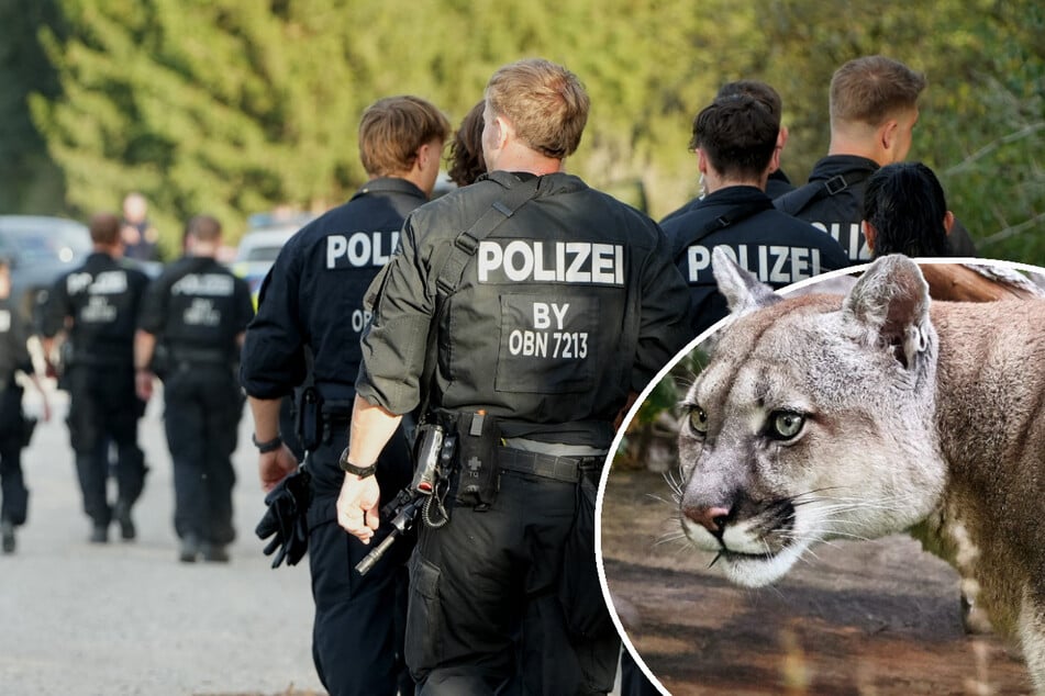 Polizei auf Puma-Jagd in München: Hubschrauber und Drohnen im Einsatz