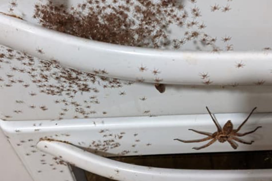 Crawling nightmare: Australian discovers hundreds of spiders in kitchen