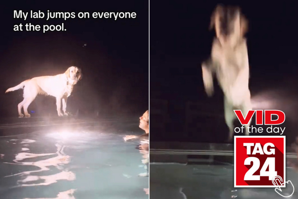 Today's Viral Video of the Day features a dog who can't help but jump on people when they get in the pool!