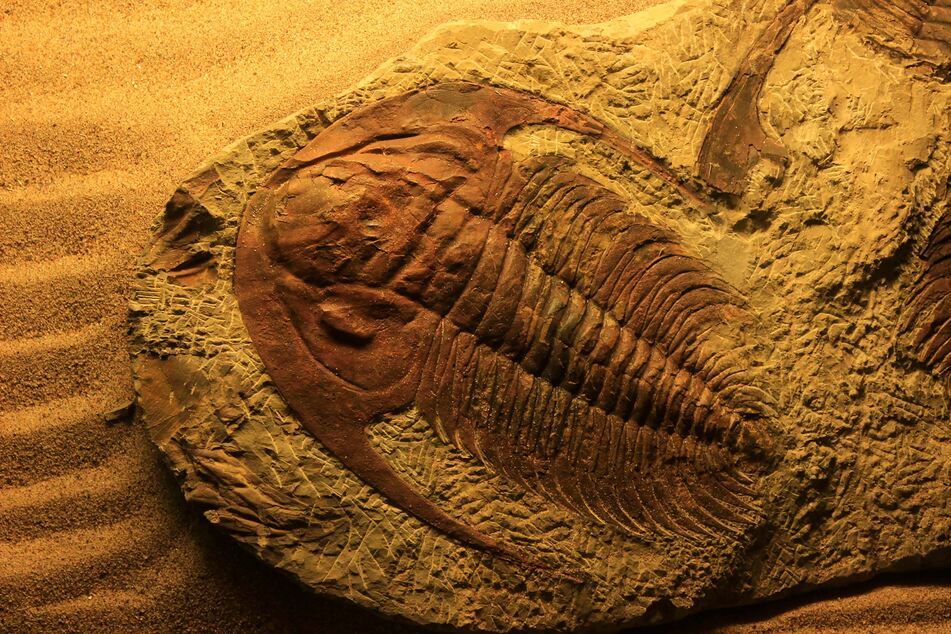 Gefundenes Fossil eines Urzeitkrebses: Triopse existieren seit Millionen von Jahren.