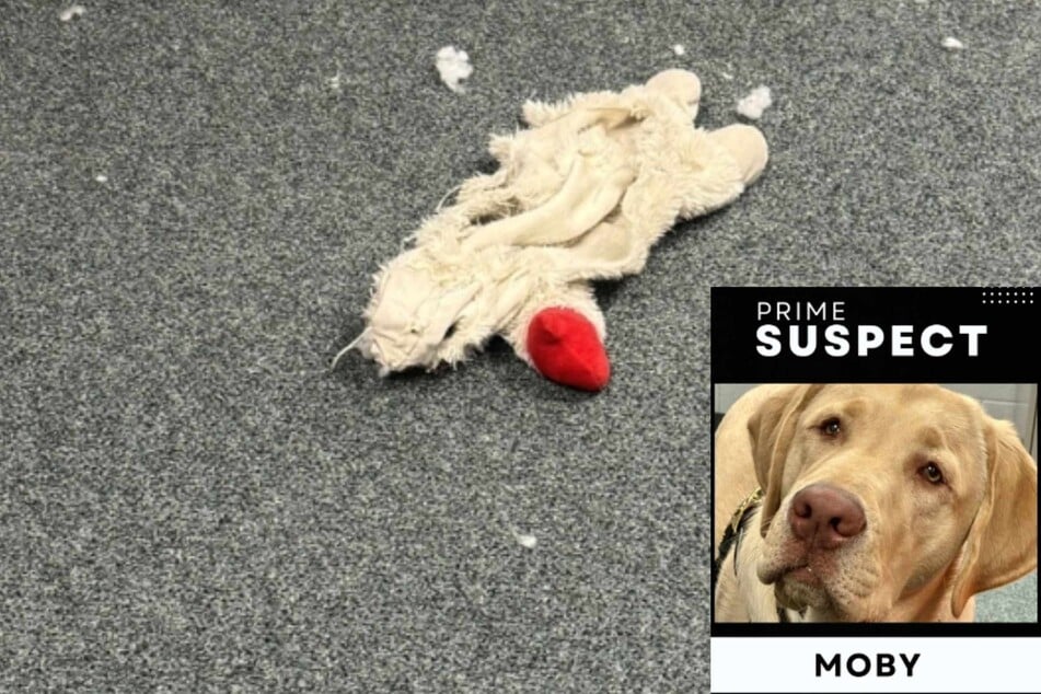 Police dog's "crime" against stuffed toy becomes viral sensation after hilarious post