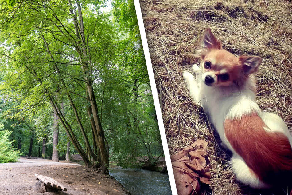 Dresden: Chihuahua Mojo beim Gassigehen totgebissen! Frauchen kämpfte vergeblich um sein Leben