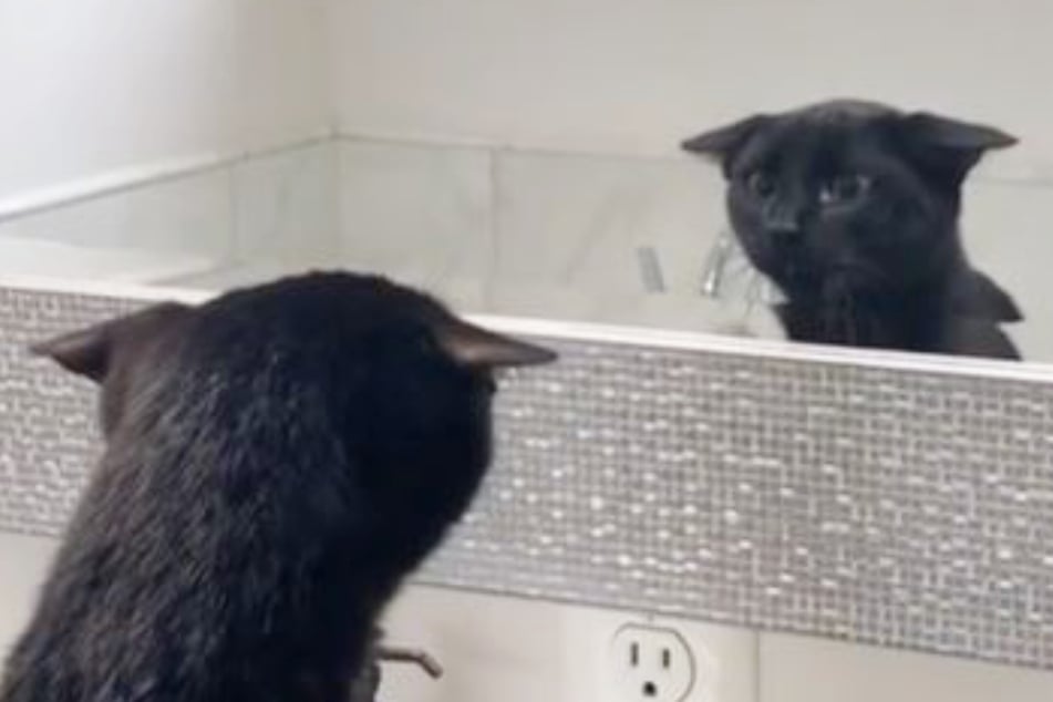 Katze sieht sich im Spiegel: Ihre Reaktion begeistert Millionen auf TikTok
