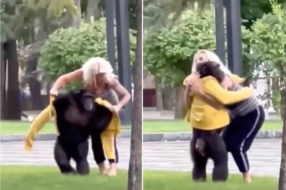 Chimp escapes Ukrainian zoo and wanders the streets before heartwarming reunion