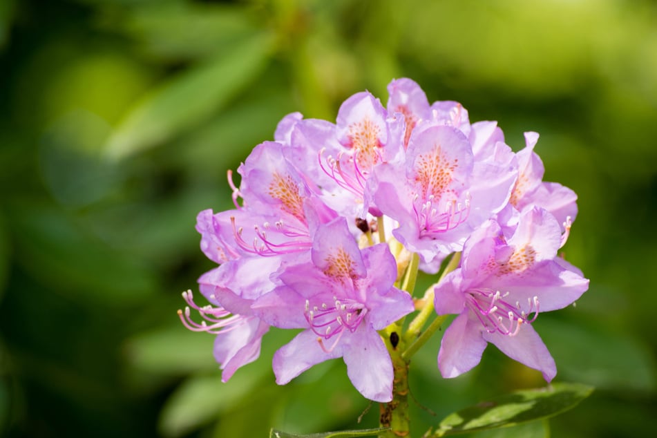 Rhododendron ist für Menschen hochgiftig. (Symbolbild)