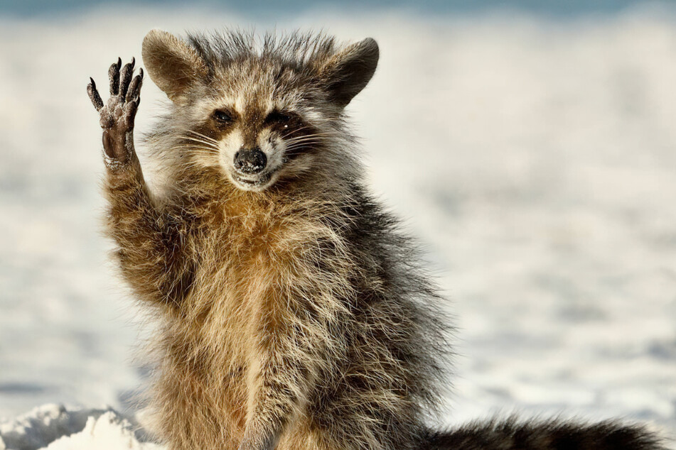 This racoon pic by Miroslav Srb is titled, Hello everyone.