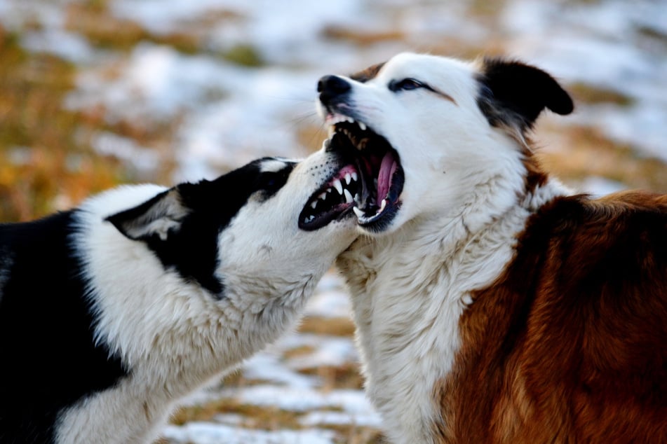 Zwei Hunde sollen Maria Nunez zerfleischt haben. (Symbolfoto)
