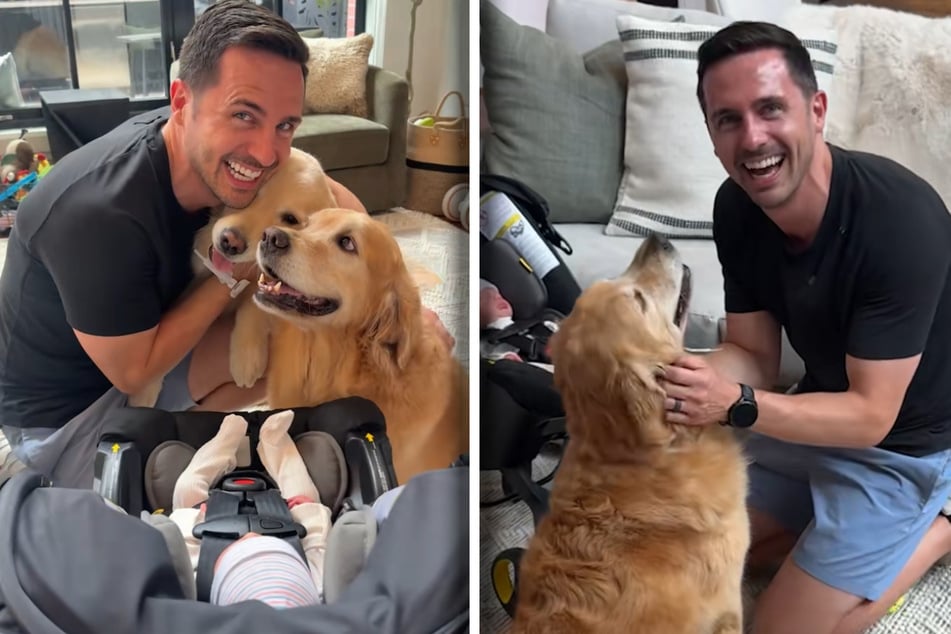 Golden Retriever lernen Baby kennen: Was folgt, bringt nicht nur Papa herzlich zum Lachen