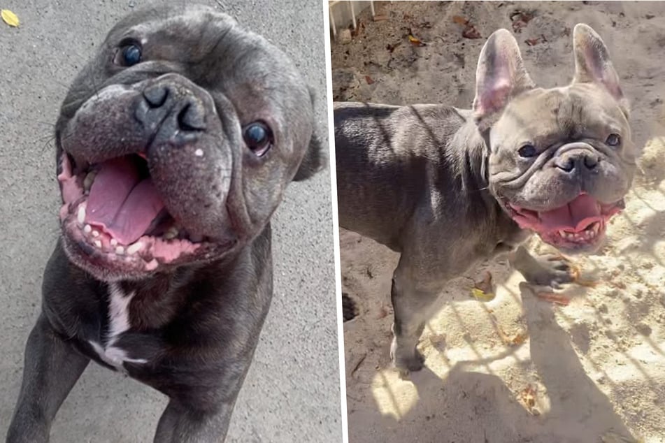 Trauriges Schicksal: Was Bulldogge Simba erleben musste und warum er jetzt im Tierheim weint