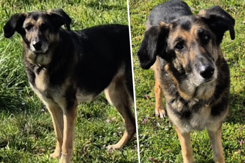 Traurige Timba verlor ihr Herrchen, bekommt sie noch eine zweite Chance?