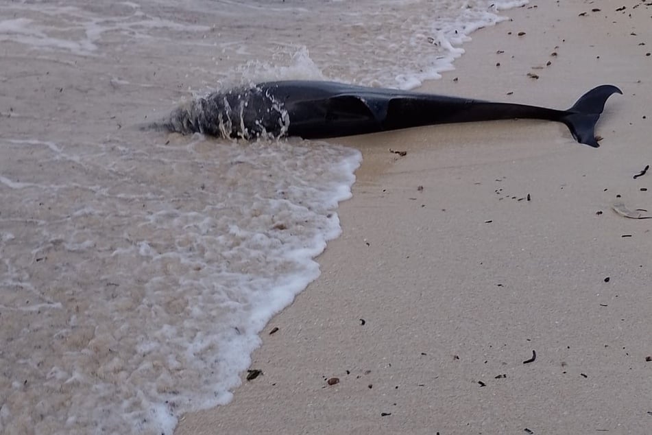 Experten untersuchen den Tod der beiden Streifendelfine.