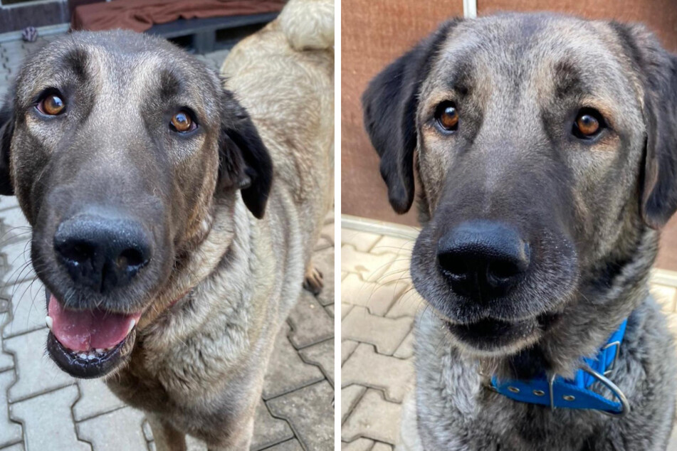 Das Bergheimer Tierheim sucht Paten oder neue Besitzer für das Hunde-Duo.