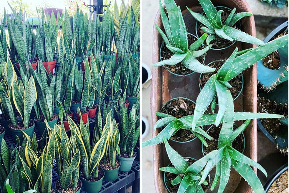 Snake plants (l.) and aloe vera plants (r.) thrive with on neglect and lack of watering.