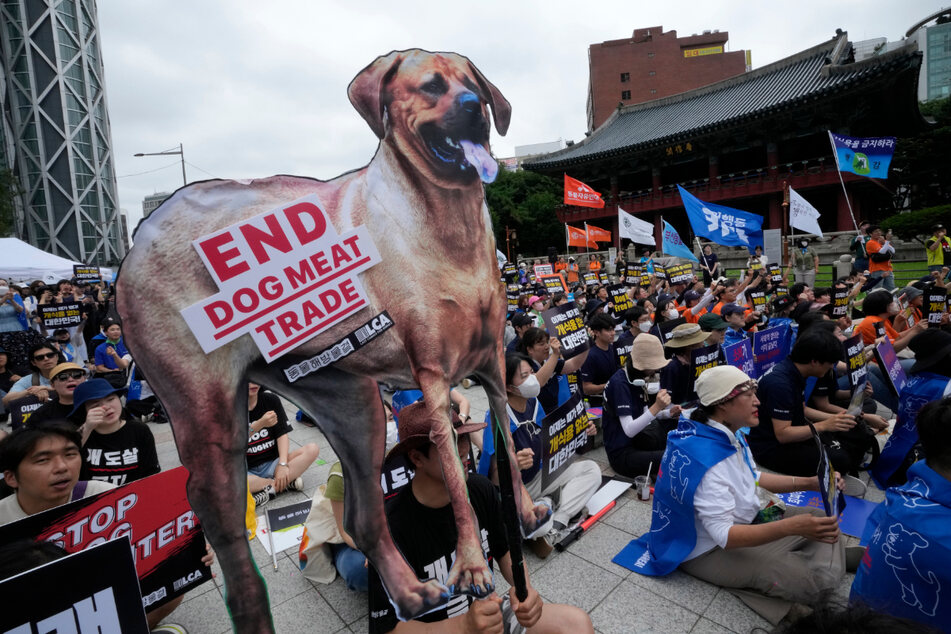 Dieses Land will endlich den Verzehr von Hundefleisch verbieten