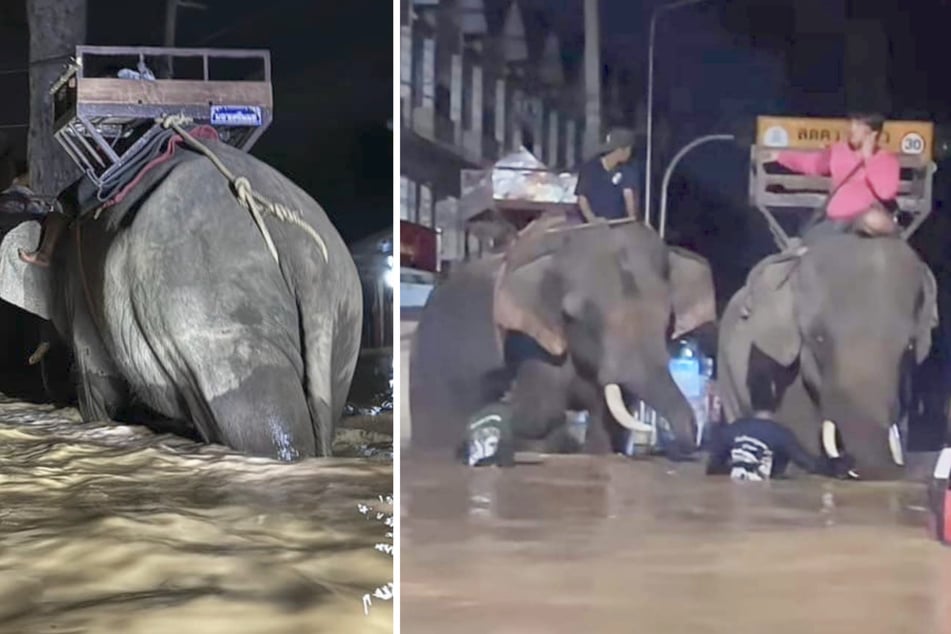 A monk had brought the animals to the flood-stricken town to help.