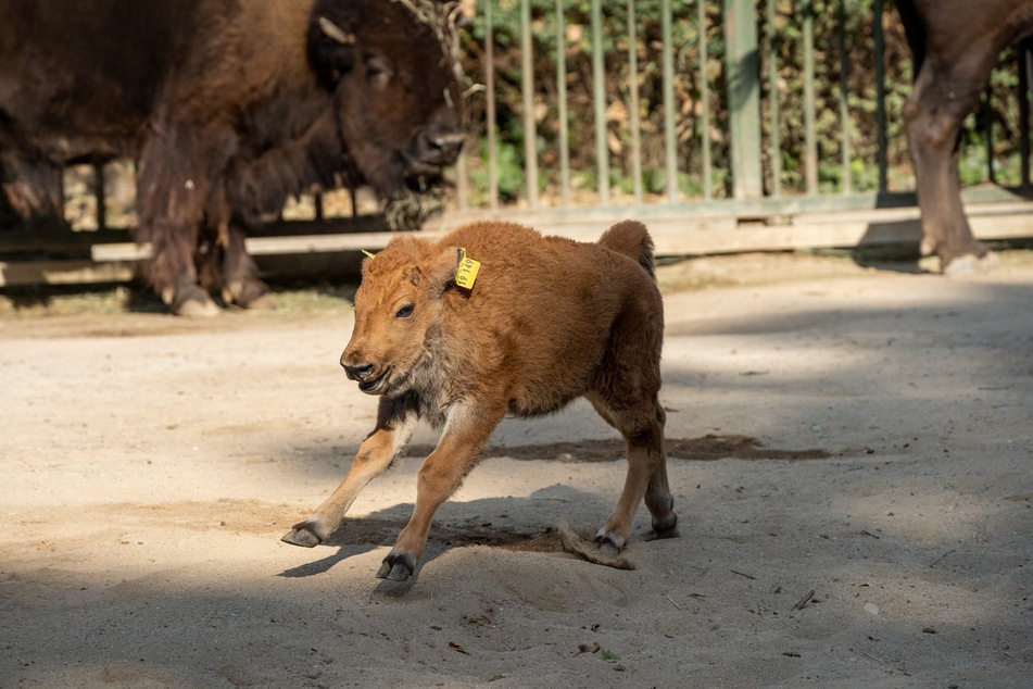 Der Kölner Zoo freut sich über Familienzuwachs im Bison-Gehege - Winni kam im September zur Welt.