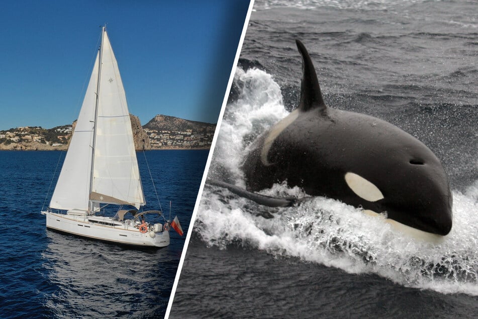 Aggressive Killerwale versenken Segelyacht: Experten haben schlimmen Verdacht