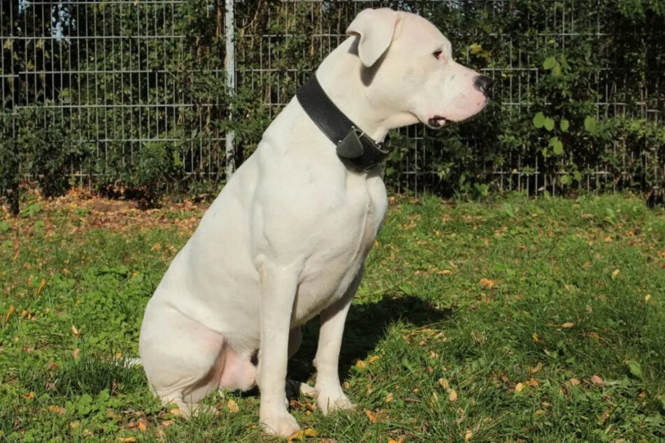 Czworonóg potrzebuje ludzi z doświadczeniem i pewnością siebie. Jako drugi pies, siedmioletni samiec nie jest odpowiedni.