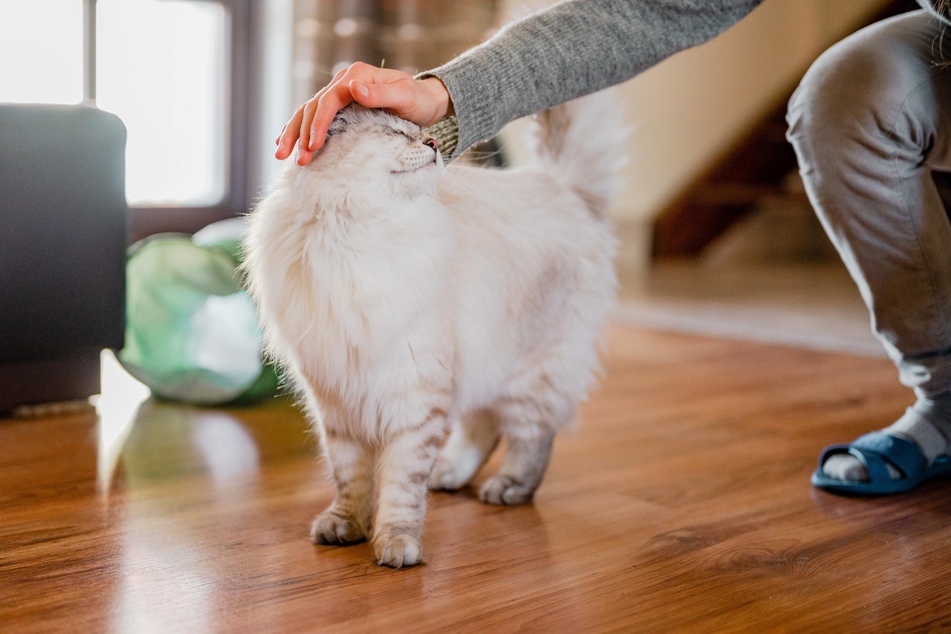 Humpelt die Katze, braucht sie oft viel Ruhe und weniger Aktion.