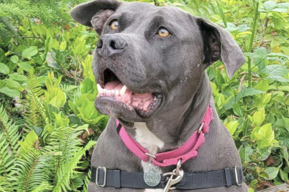 Ruby sieht auf den ersten Blick etwas furchterregend aus, auf den zweiten Blick ist der Pitbull aber harmlos und nur auf Leckerli fokussiert.