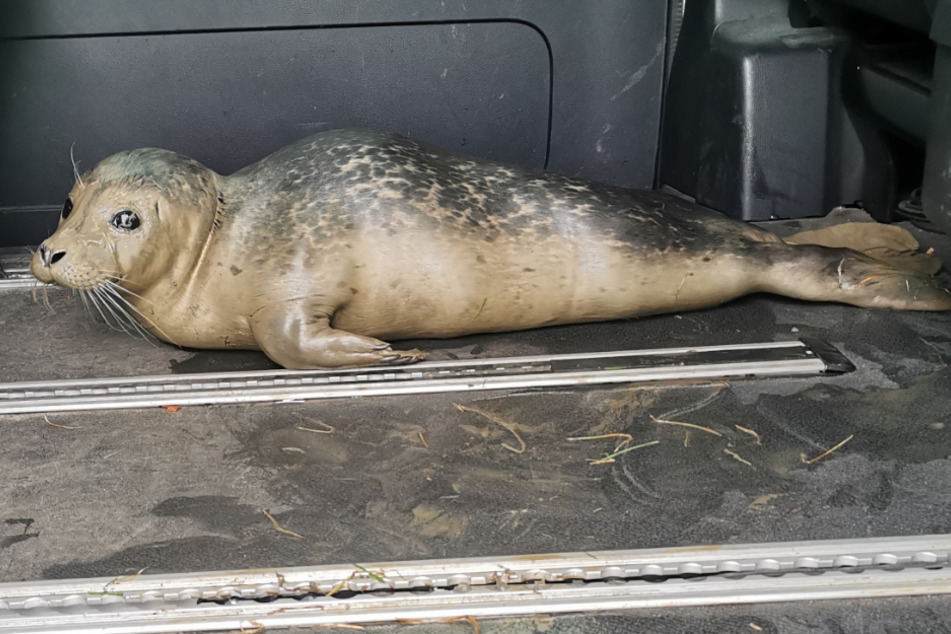 Polizisten retten erschöpften jungen Seehund aus Nordsee-Schlick
