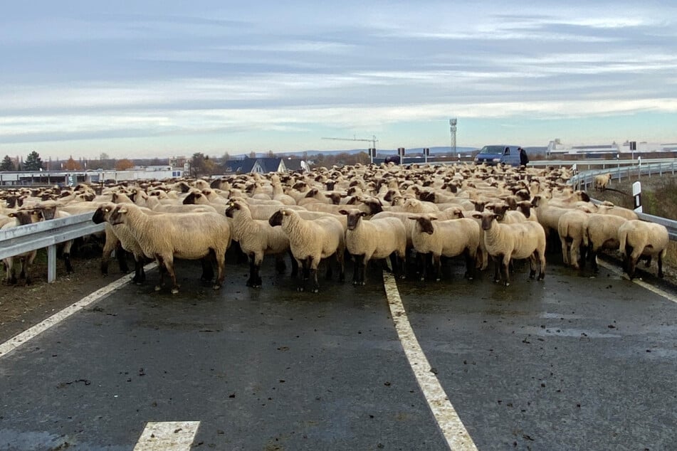 Kurioser Polizeieinsatz: Schäfer sitzt mit 100 Schafen auf der Autobahn fest!