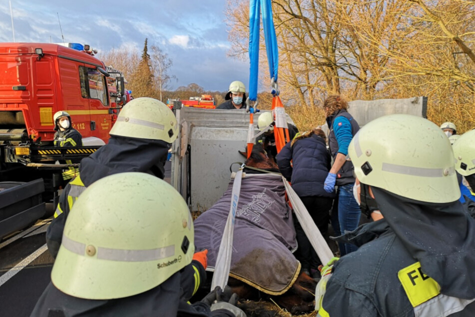 Die Feuerwehrleute mussten das Pferd retten.