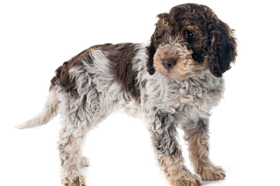 Lagotto Romagnolo are a type of water dog that doesn't shed and looks absolutely smashing!