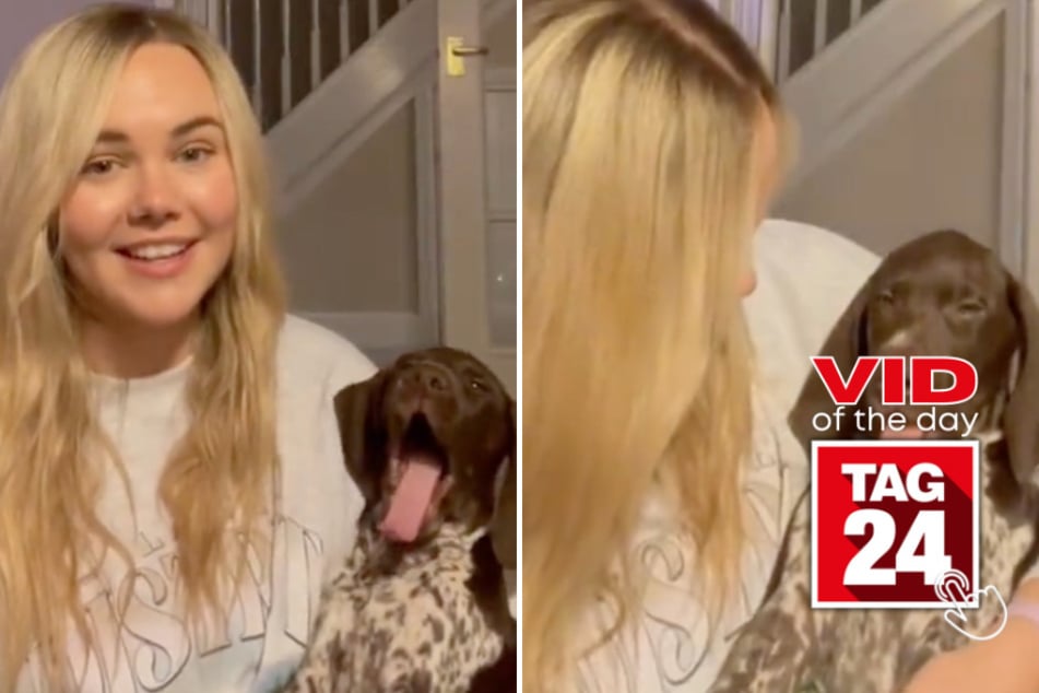 viral videos: Viral Video of the Day for March 26, 2024: Pup with "ridiculous yawns" delights TikTok