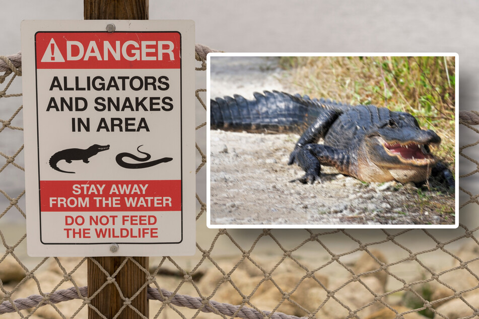 Riesiger Alligator zerdrückt Metall-Zaun und kriecht auf Golfplatz: Video zeigt Schauder-Szene
