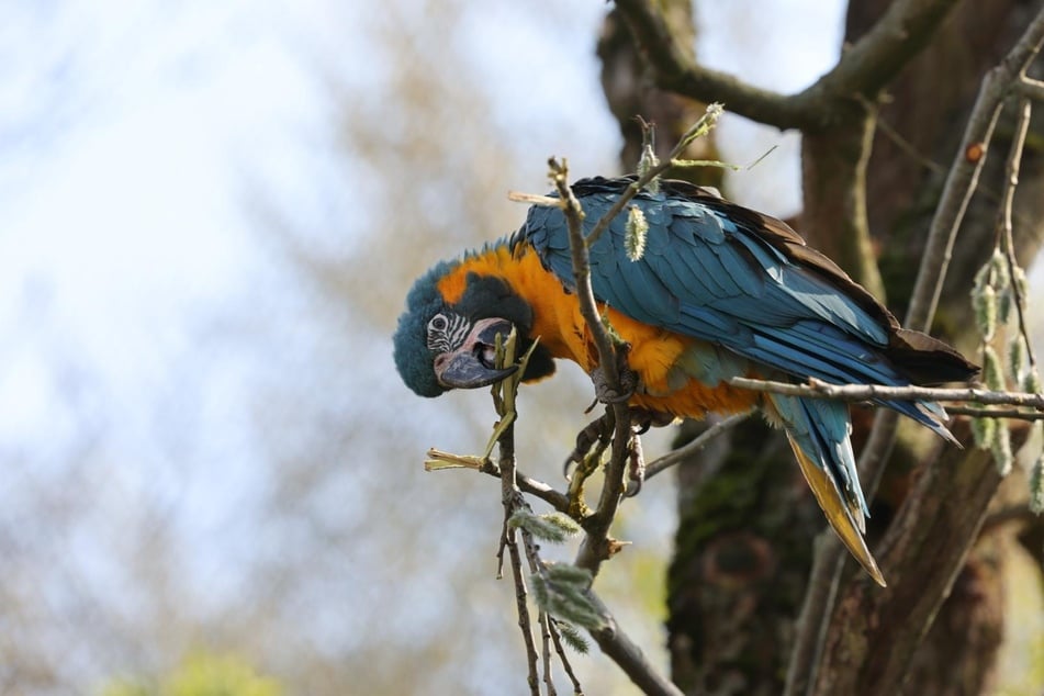 Die Blaukehl-Aras sind das Leittier in "Amazonien" und vergnügten sich bereits ordentlich mit den vorhandenen Pflanzen in der XXL-Voliere.