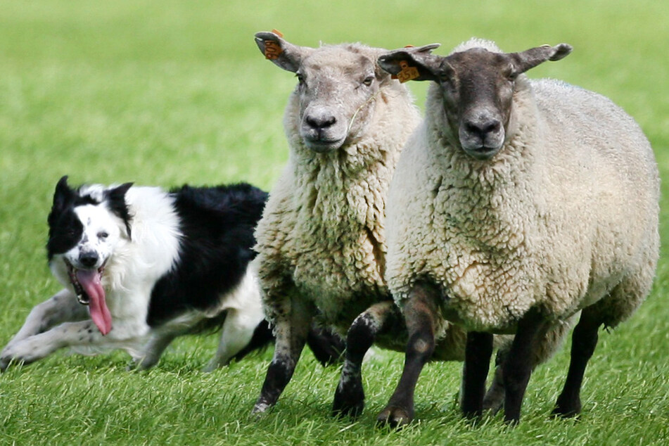 Bei der NRW-Meisterschaft der Koppelgebrauchshunde müssen Hunde und Hundehalter verschiedene Aufgaben mit einer Schafherde bewältigen.
