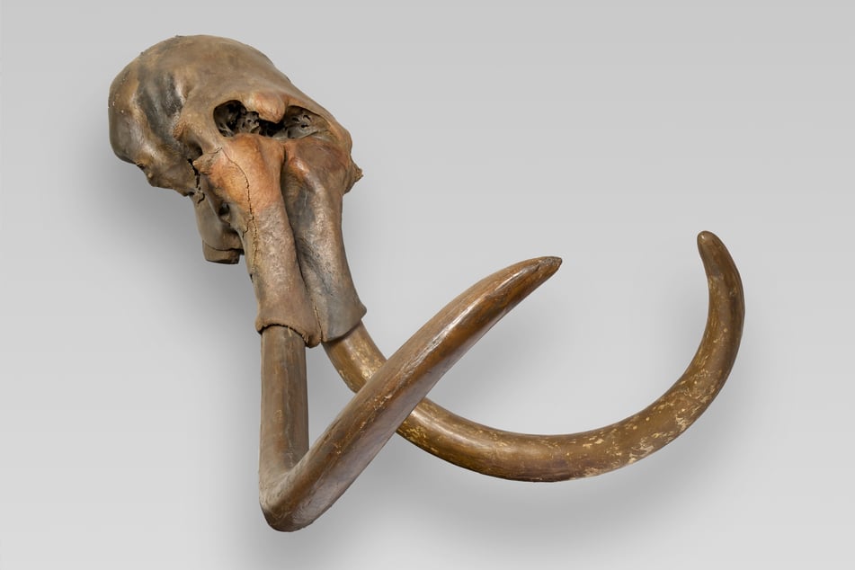 Der Schädel eines urzeitlichen Mammut-Bullen aus Haltern am See ist eines der spektakulärsten Stücke in der Ausstellung.