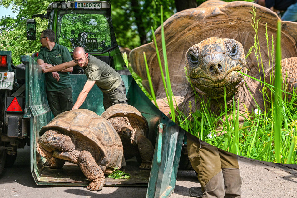 Sommer im Dresdner Zoo: Hugo, Hugo und Hugo blinzeln wieder in die Sonne