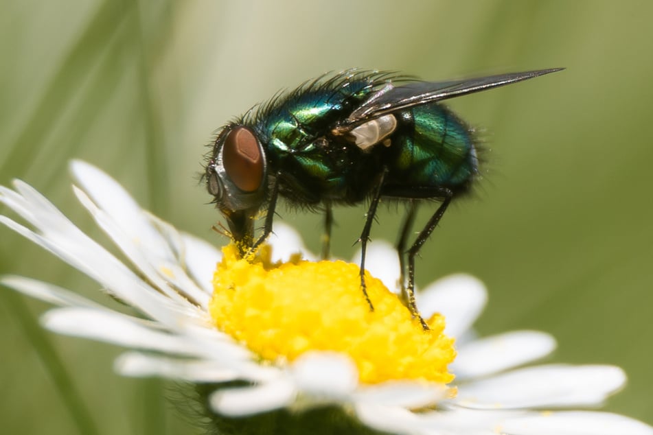 Normalerweise sind Fliegen harmlos, nun hat aber eines der kleinen Tierchen in Frankreich für eine Explosion gesorgt. (Symbolbild)