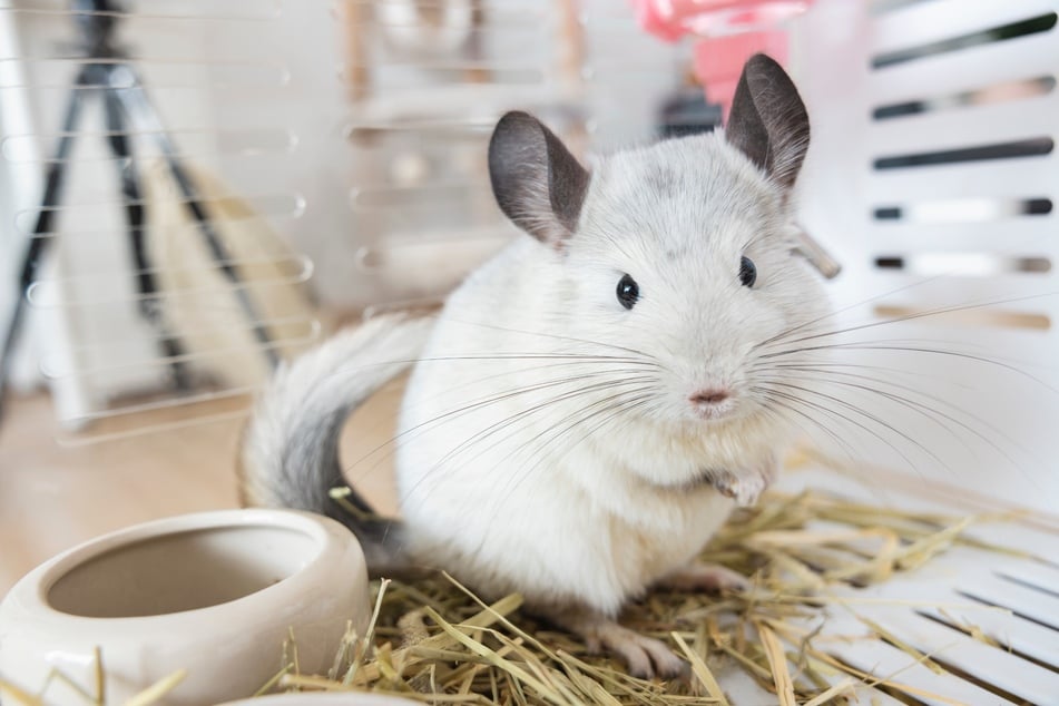 Chinchillas sehen aus wie eine Kreuzung aus Meerschweinchen und Eichhörnchen.