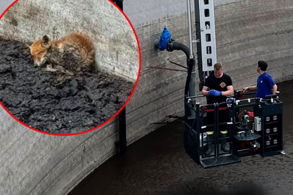 Mit einer Hubarbeitsbühne ließen sich die Feuerwehrleute in den Güllebehälter hinab und retteten das völlig erschöpfte Fuchsbaby.