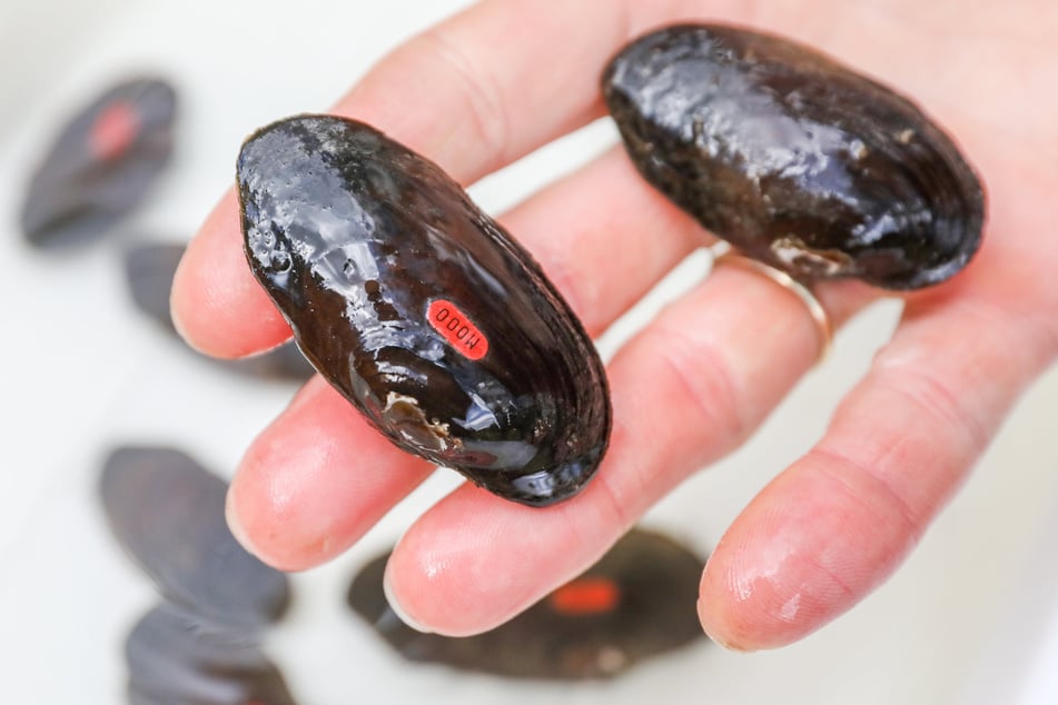 Ein Mitarbeiter der Aufzuchtstation in Bad Brambach hält markierte Flussperlmuscheln vor ihre Auswilderung in der Hand.