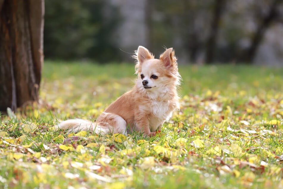 Zwei Chihuahuas wurden bei der Attacke in Sebnitz so schwer verletzt, dass sie wenig später starben. (Symbolfoto)