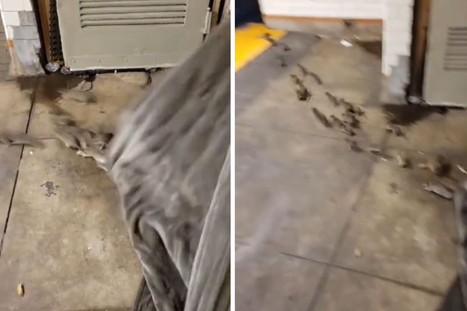 Was für ein gruseliger Moment: Dutzende Ratten kommen unter der Decke des Obdachlosen hervor.
