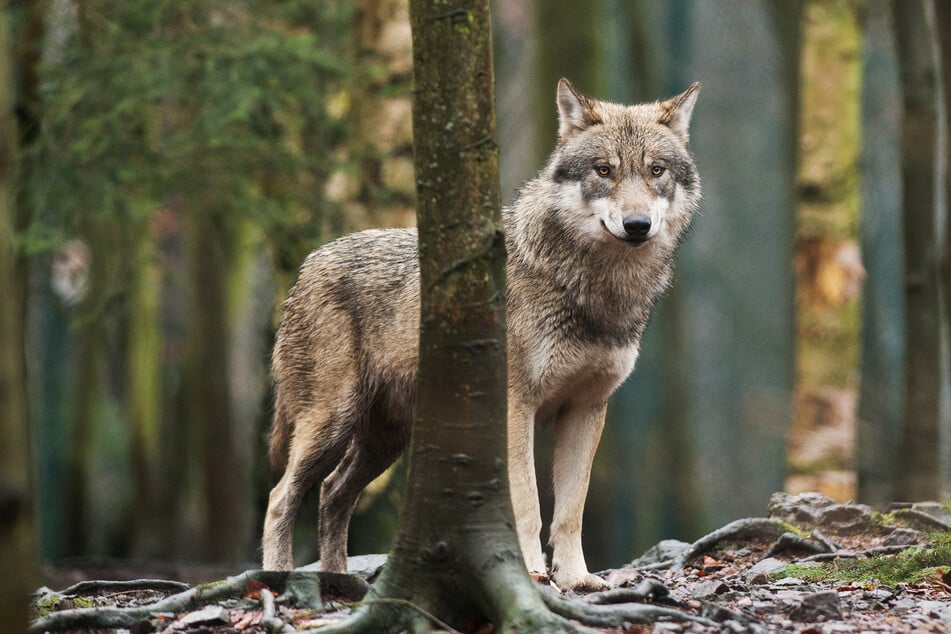 Dem Wolfskompetenzzentrum wurden 15 getötete Wölfe gemeldet. (Archivbild)