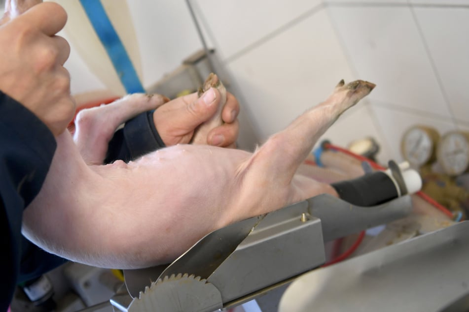 Ein Schweinezüchter legt ein junges Ferkel zur Kastration in eine Narkoseanlage in seinem Zuchtbetrieb. (Archiv)