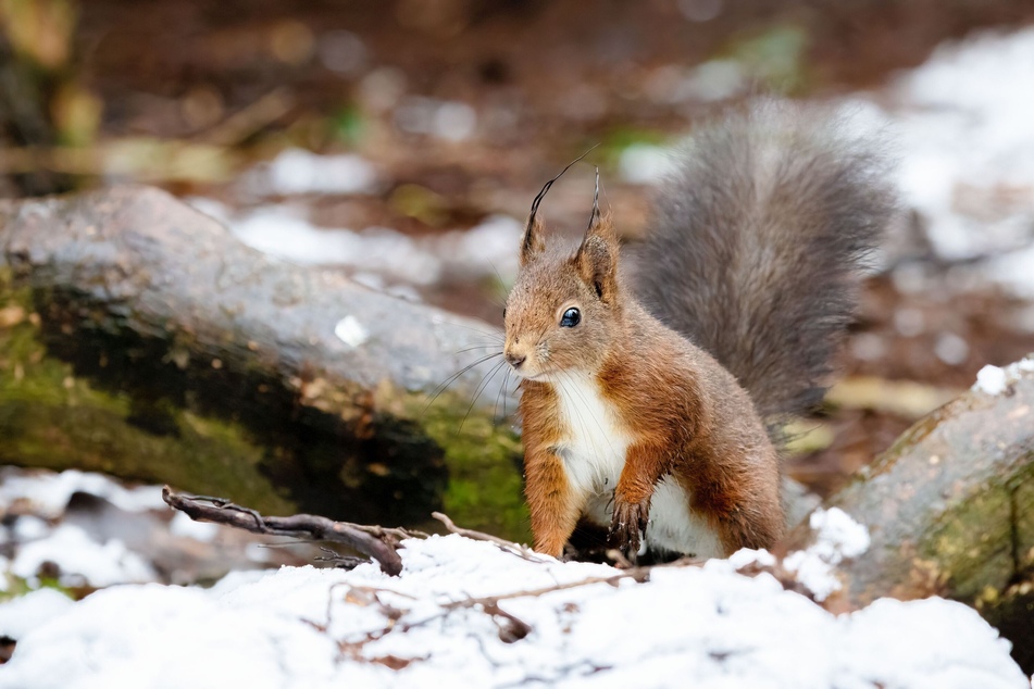 Im Schlosspark Pillnitz sind viele Eichhörnchen beheimatet.